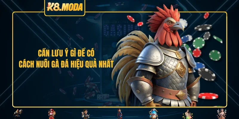 Cần lưu ý gì để có cách nuôi gà đá hiệu quả nhất